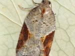 Acleris laterana