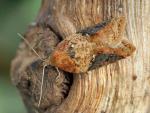 Acleris laterana