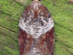 Acleris laterana