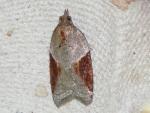 Acleris laterana/comariana