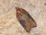 Acleris laterana/comariana
