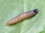 Rhopobota naevana