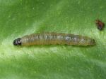 Rhopobota naevana