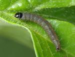 Rhopobota naevana