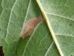 Phyllonorycter cerasicolella