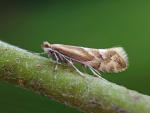 Phyllonorycter viminiella