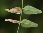 Phyllonorycter nigrescentella