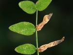 Phyllonorycter nigrescentella
