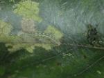 Swammerdamia caesiella