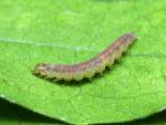 Agonopterix arenella