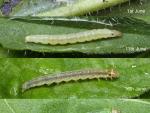 Agonopterix arenella