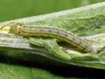 Agonopterix arenella
