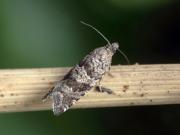Rhopobota stagnana