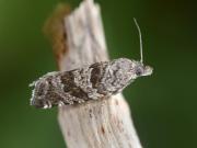 Rhopobota stagnana