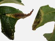 Phyllonorycter oxyacanthae