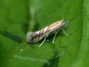 Phyllonorycter sorbi