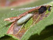 Phyllonorycter schreberella