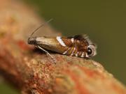 Glyphipterix forsterella