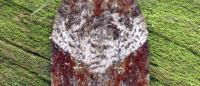 Acleris laterana