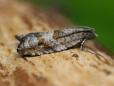 Rhopobota naevana