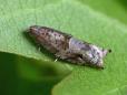 Rhopobota naevana