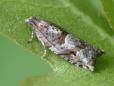 Rhopobota naevana