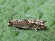 Rhopobota naevana