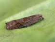 Rhopobota naevana