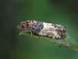 Spilonota ocellana