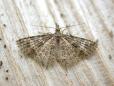 Alucita hexadactyla