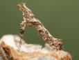 Caloptilia cuculipennella