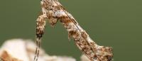 Caloptilia cuculipennella