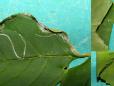 Caloptilia cuculipennella