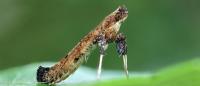 Caloptilia populetorum