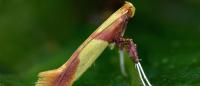 Caloptilia alchimiella