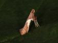 Caloptilia stigmatella