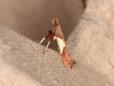 Caloptilia stigmatella