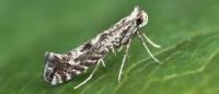 Parornix scoticella