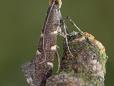 Callisto denticulella