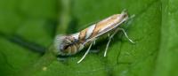 Phyllonorycter sorbi