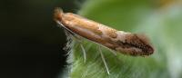Phyllonorycter viminiella