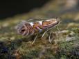 Phyllonorycter strigulatella