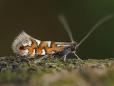 Phyllonorycter nigrescentella