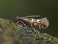 Phyllonorycter nigrescentella