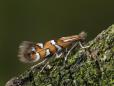 Phyllonorycter nigrescentella