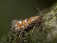 Phyllonorycter nigrescentella