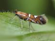 Phyllonorycter nigrescentella
