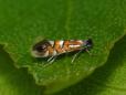 Phyllonorycter lautella