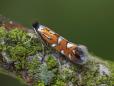 Phyllonorycter lautella