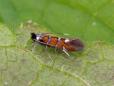Phyllonorycter schreberella